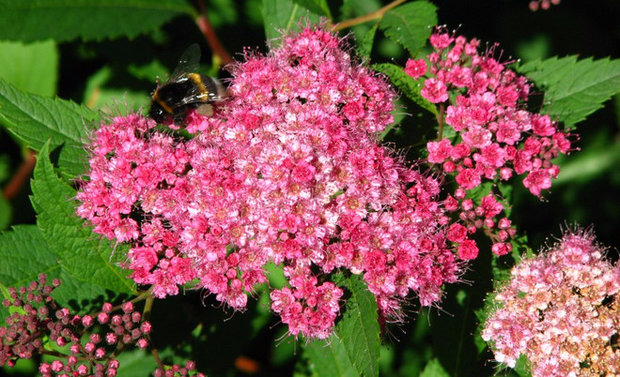 Spirea bumalda leszállás szabályok és gondozás