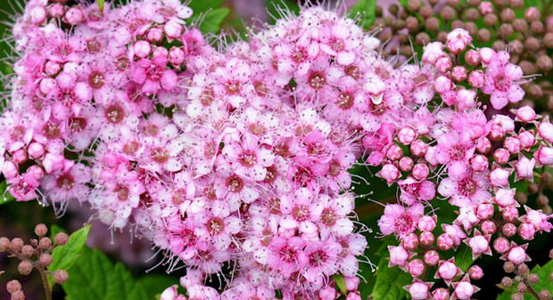 Spirea bumalda leszállás szabályok és gondozás