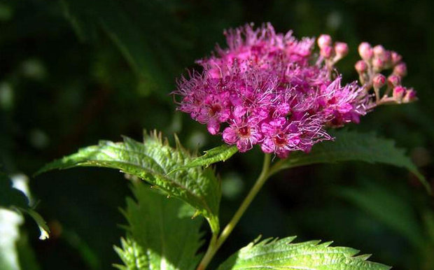 Spirea bumalda leszállás szabályok és gondozás