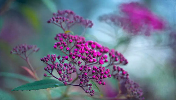 Spirea bumalda leszállás szabályok és gondozás