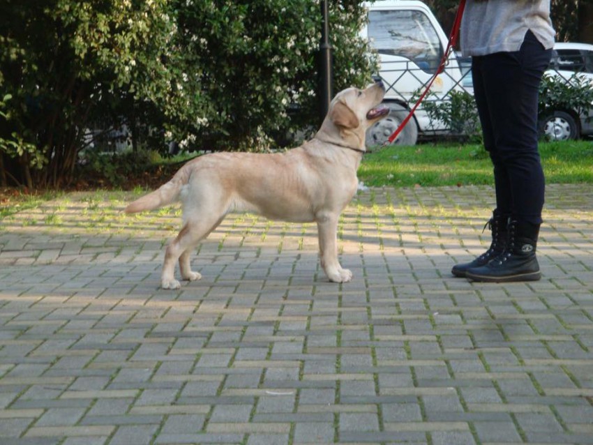 Urgent! Labradori atașați!