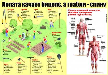 Сталеві м'язи або як накачатися на дачі або городі (інфографіка) - закарпатський кореспондент