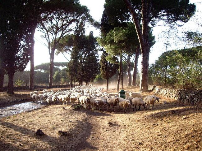 Old Appia Road - Roma (Italia)