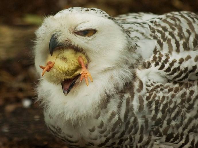 Merită să ai o bufniță ca un animal de companie