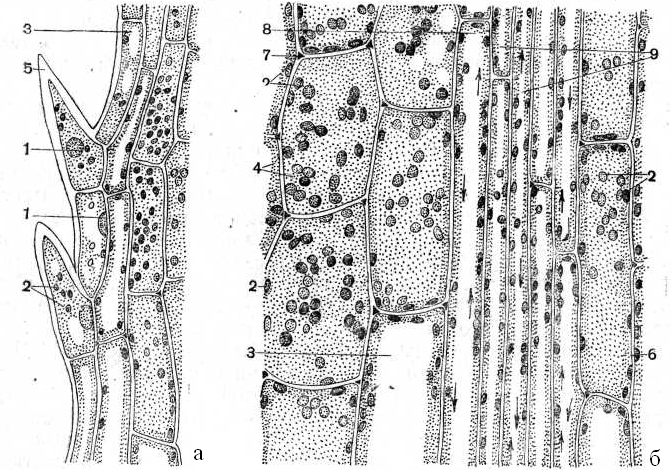 Structura celulelor frunzelor în dezvoltare a canadianului Elodie (elodea canadensis michx