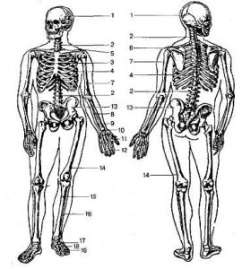 Structura scheletului uman