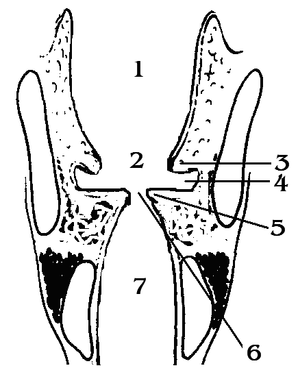 Îmbinări ale laringelui