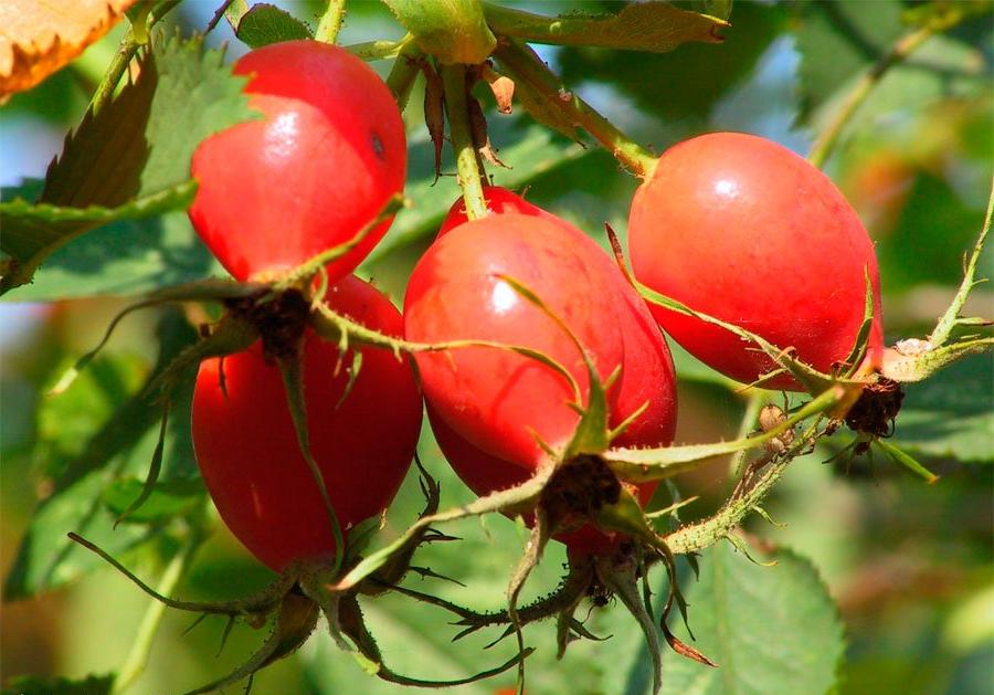 Szárított csipkebogyó gyógyszer tulajdonságait - a használata a táptalaj és a szirupot a csipkebogyó