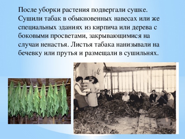 Producția de tutun în clasa Kuban, altele
