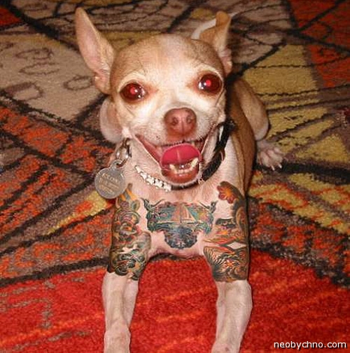 tetovált állatok