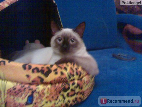 Pisica Thai - 