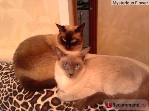 Pisica Thai - Pisica Thai -
