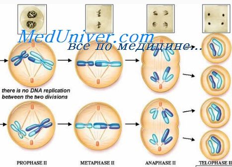 Телофазата интерфазата и митозата
