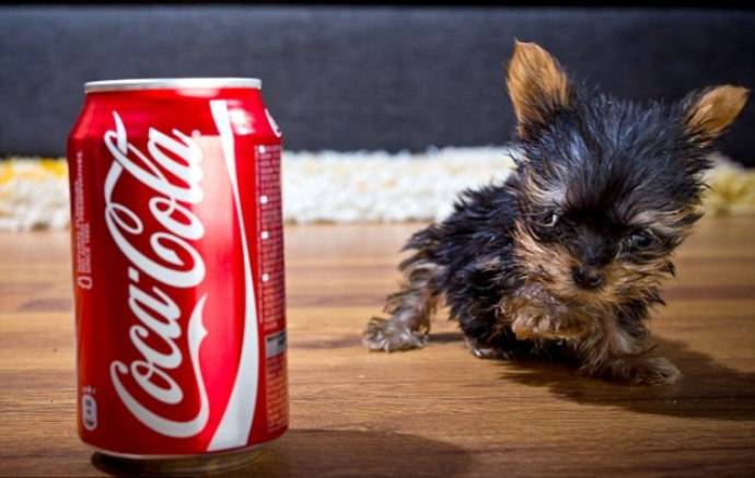 Terrier maisie este cel mai mic câine