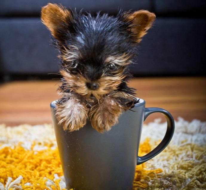Тер'єр Мейсі сама крихітна собака