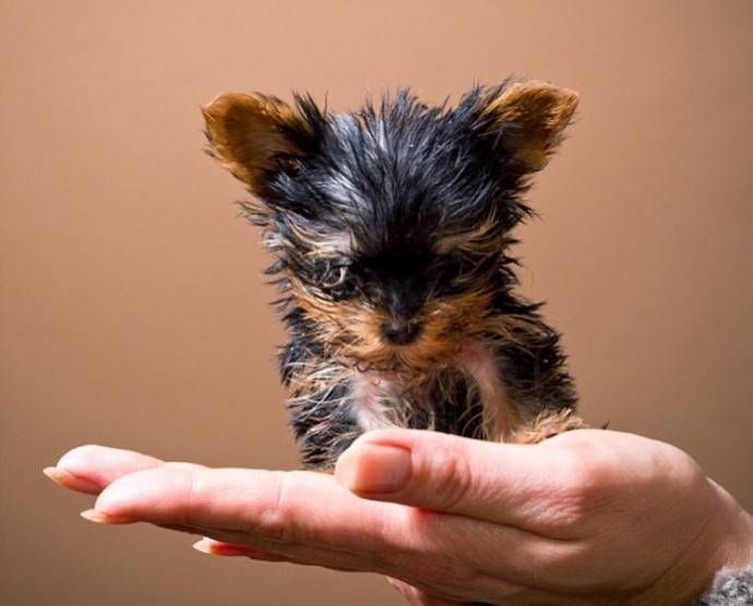 Terrier maisie este cel mai mic câine