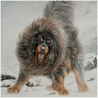 Tibetan Mastiff Forum, totul despre mastiff-ul tibetan - conținut, educație, hrănire, pui