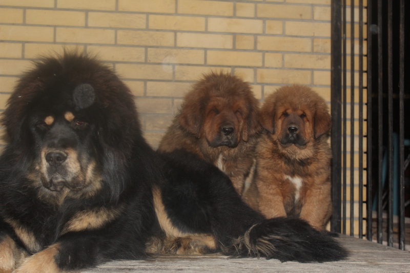 Tibetan Mastiff preț