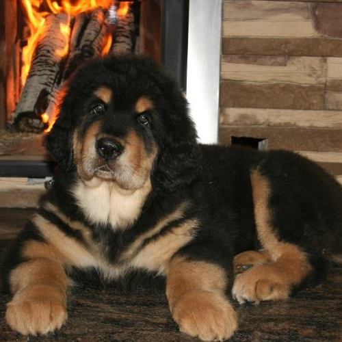 Tibetan Mastiff preț