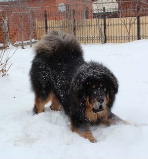 Tibetan Mastiff preț