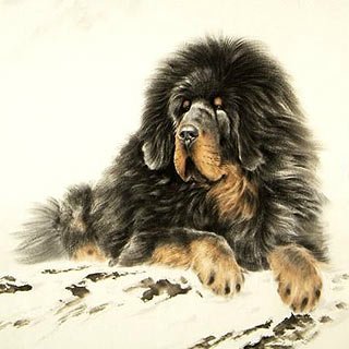 Tibetan Mastiff preț