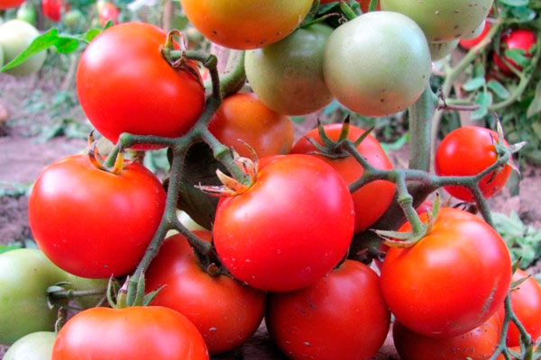 Tomato - betta, descrierea și descrierea soiului, randament, fotografie