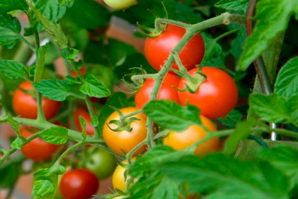 Tomato - betta, descrierea și descrierea soiului, randament, fotografie