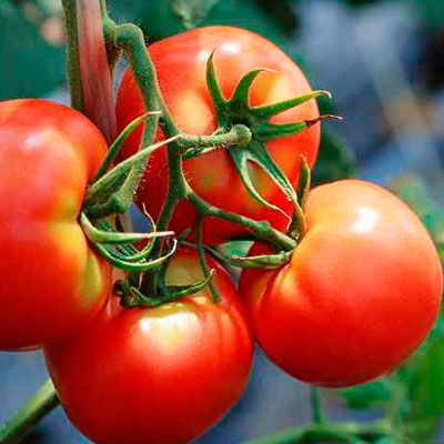 Tomato - betta, descrierea și descrierea soiului, randament, fotografie