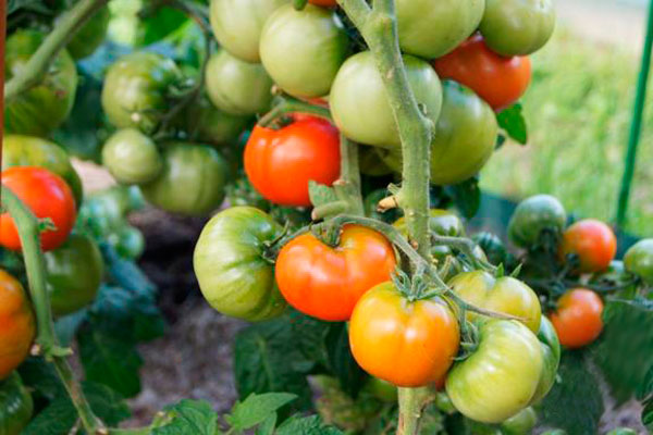 Tomato - betta, descrierea și descrierea soiului, randament, fotografie