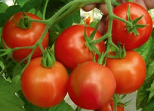 Томат «річи» f1 опис сорту і рекомендації по вирощуванню помідори