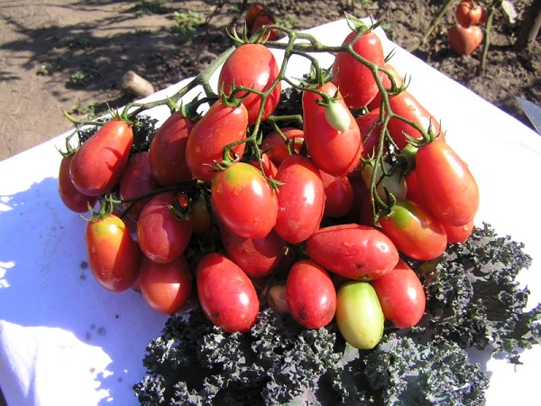 Tomate - roz stafide descrierea tipului de roșii, caracteristici ale soiului, demnitate, oportunitate