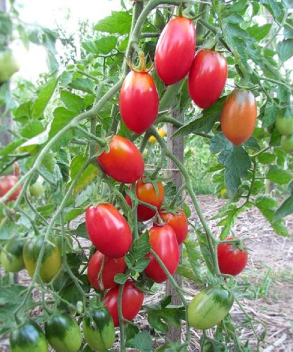 Tomate - roz stafide descrierea tipului de roșii, caracteristici ale soiului, demnitate, oportunitate