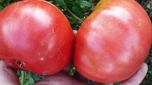 Prezentarea tomatei roșii a soiului de roșii, a caracteristicilor de cultivare și fotografie