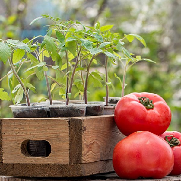 Prezentarea tomatei roșii a soiului de roșii, a caracteristicilor de cultivare și fotografie