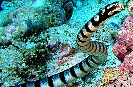 Топ-10 небезпечних морських тварин, записки web-туриста