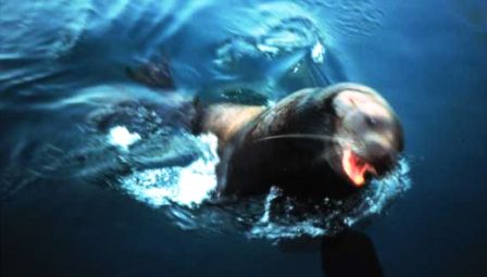 Top 10 animale marine periculoase, note web turistice