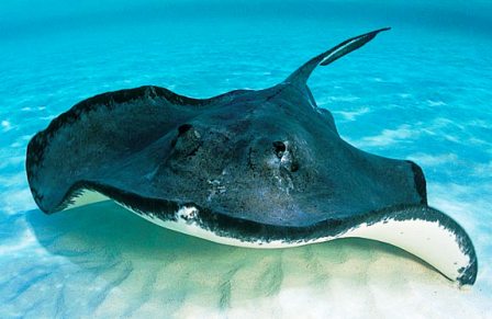 Топ-10 небезпечних морських тварин, записки web-туриста