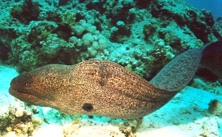 Top 10 animale marine periculoase, note web turistice