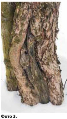 Тріщина в дереві - медогляд - на виявлення морозобоін