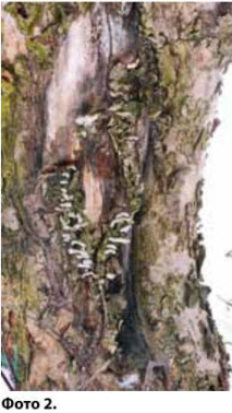 O fisură în copac - o examinare fizică - privind detectarea degerărilor