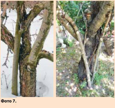 Тріщина в дереві - медогляд - на виявлення морозобоін