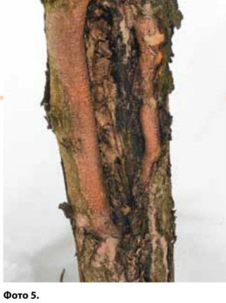 O fisură în copac - o examinare fizică - privind detectarea degerărilor