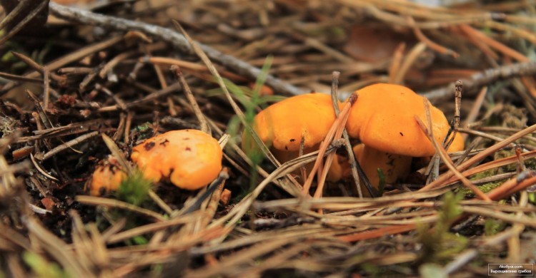 Învățând să găsească și să adune chanterelles