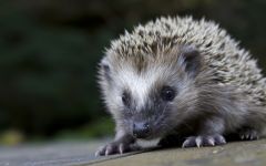 Uriaș arici, arici deșert (hemiechinus auritus) arici uriaș, îngrijire de conținut în arici de captivitate,