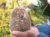 Uriaș arici, arici deșert (hemiechinus auritus) arici uriaș, îngrijire de conținut în arici de captivitate,