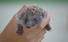 Uriaș arici, arici deșert (hemiechinus auritus) arici uriaș, îngrijire de conținut în arici de captivitate,