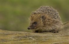 Uriaș arici, arici deșert (hemiechinus auritus) arici uriaș, îngrijire de conținut în arici captivității,