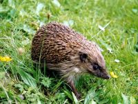 Uriaș arici, arici deșert (hemiechinus auritus) arici uriaș, îngrijire de conținut în arici de captivitate,