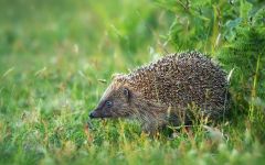 Fülű sün, sivatagi sün (hemiechinus auritus) fülű sün, a tartalom ellátás fogságban sün,