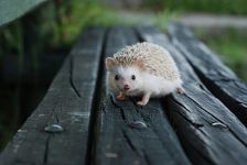 Uriaș arici, arici deșert (hemiechinus auritus) arici uriaș, îngrijire de conținut în arici de captivitate,